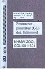 Etikett zu Procraerus punctatus (Candèze, 1878)